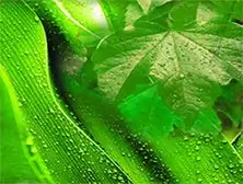 Fresh-Chypre
